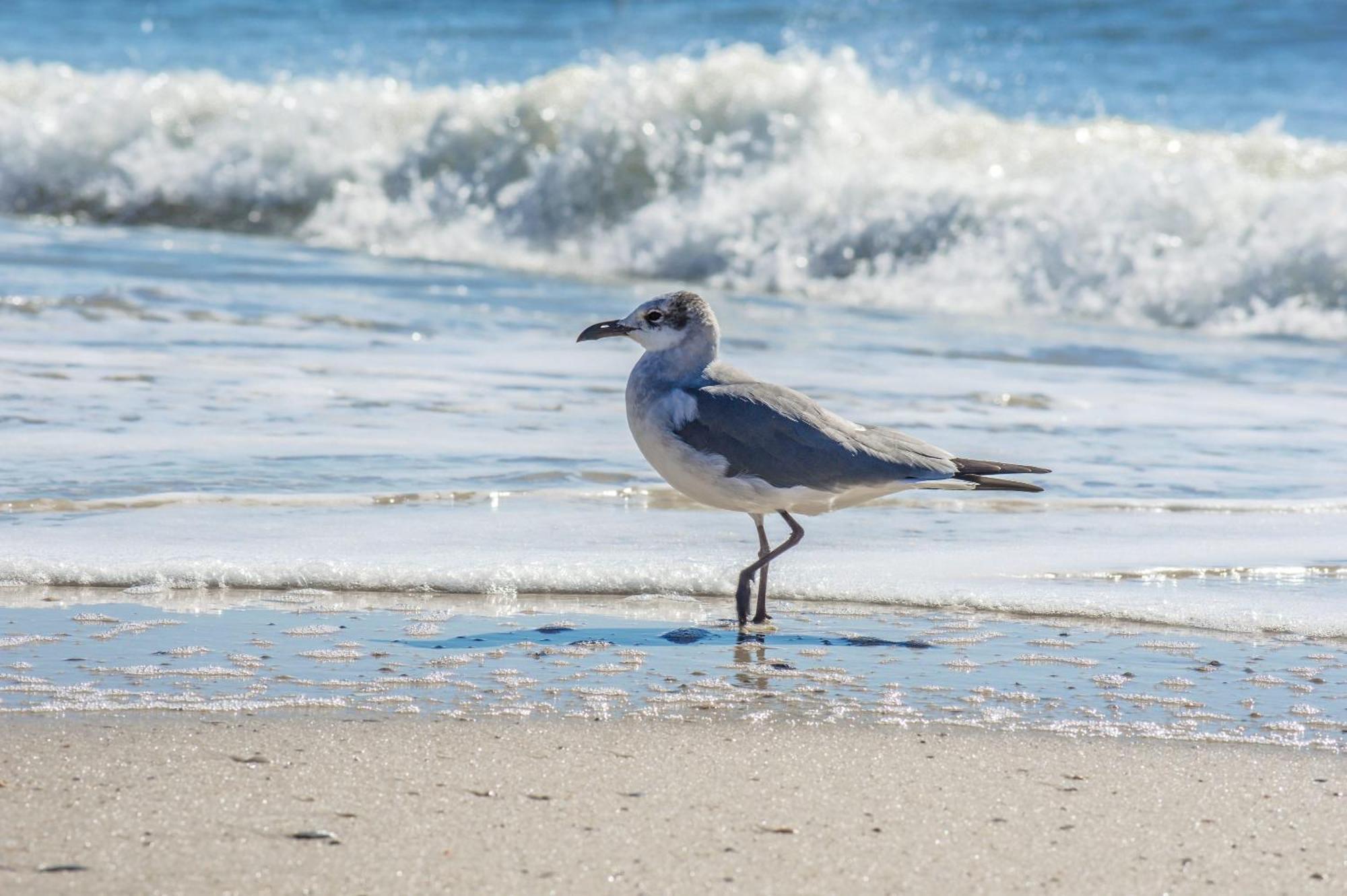 Super Cute With Deeded Beach Access Gulf Shores Eksteriør billede